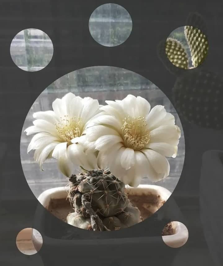 گلسرای النا گل در یزد