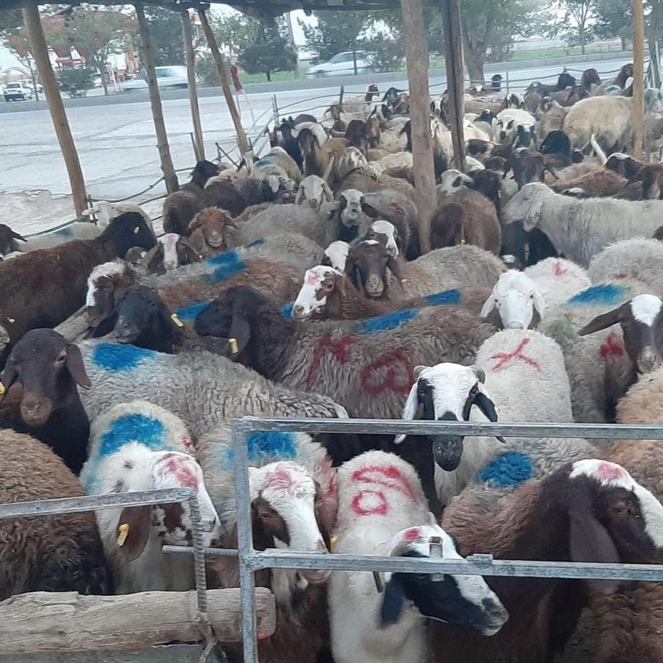 فروش گوسفند زنده مهدی نیسانی در اصفهان