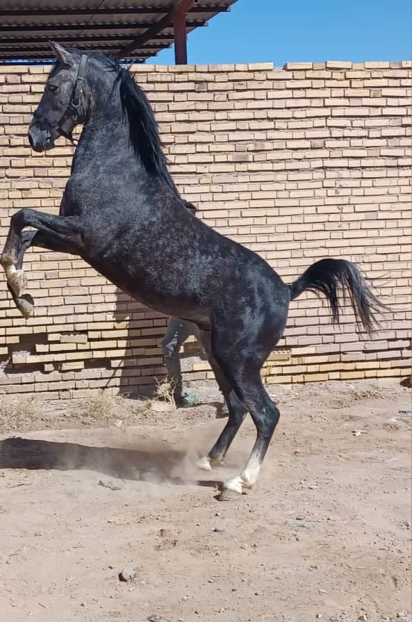 مرکز پرورش و نگهداری اسب پندار در سیرجان