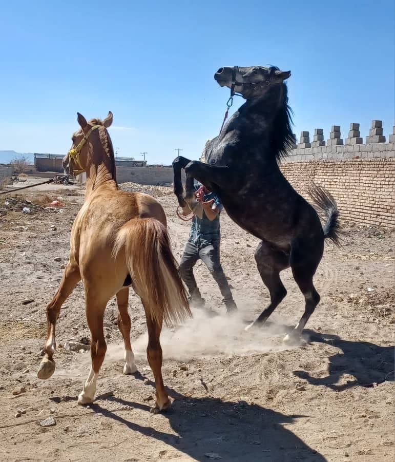 مرکز پرورش و نگهداری اسب پندار در سیرجان