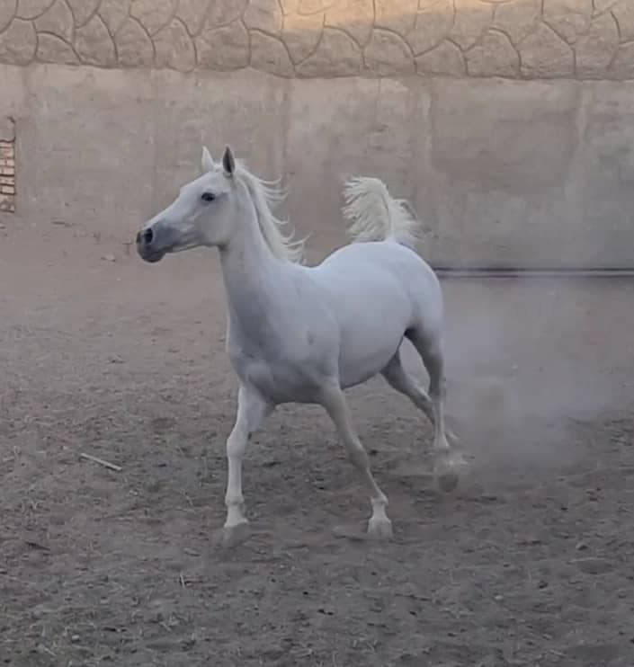 مرکز پرورش و نگهداری اسب پندار در سیرجان