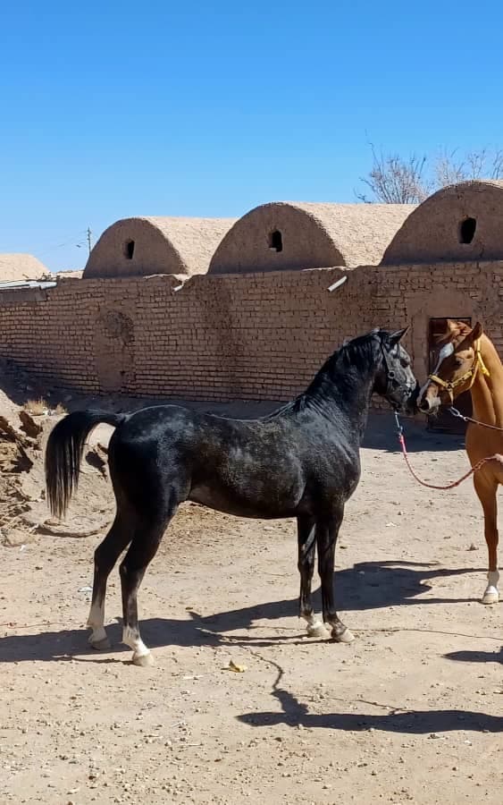 مرکز پرورش و نگهداری اسب پندار در سیرجان