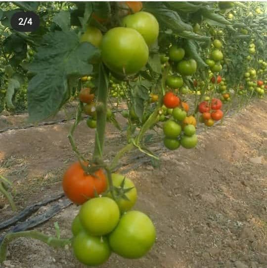 گلخانه امین پرورش در اردبیل