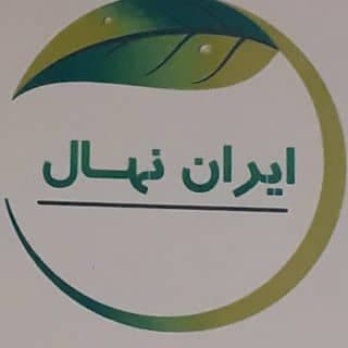 تولید و فروش نهال سجاد همراهی در مینادوآب