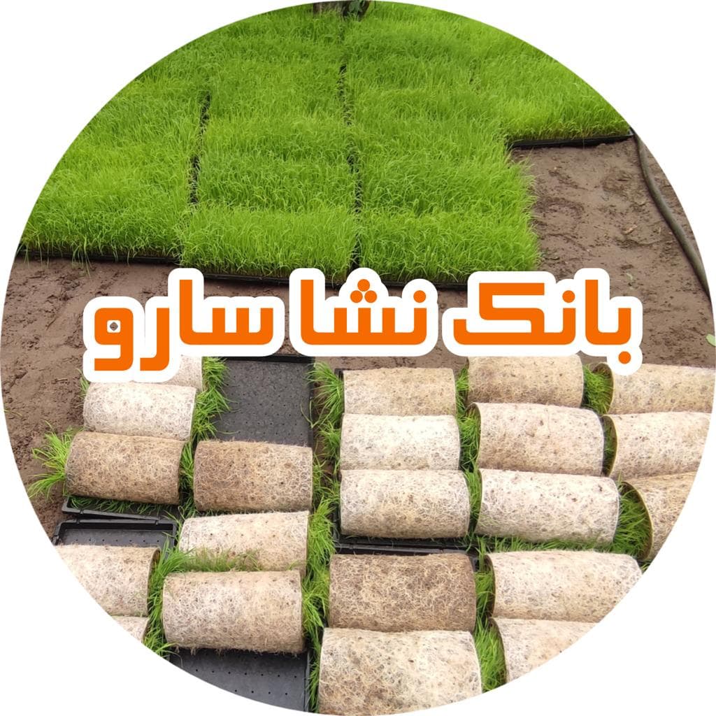 تولید نشا سارو در آستانه اشرفیه