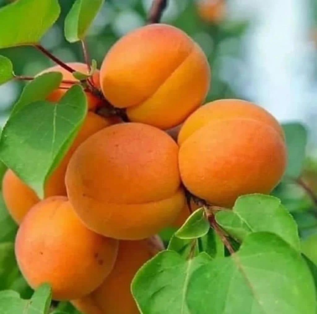 تولید و فروش نهال پیوندی و اصلاح شده برتر نهال در آذربایجان غربی