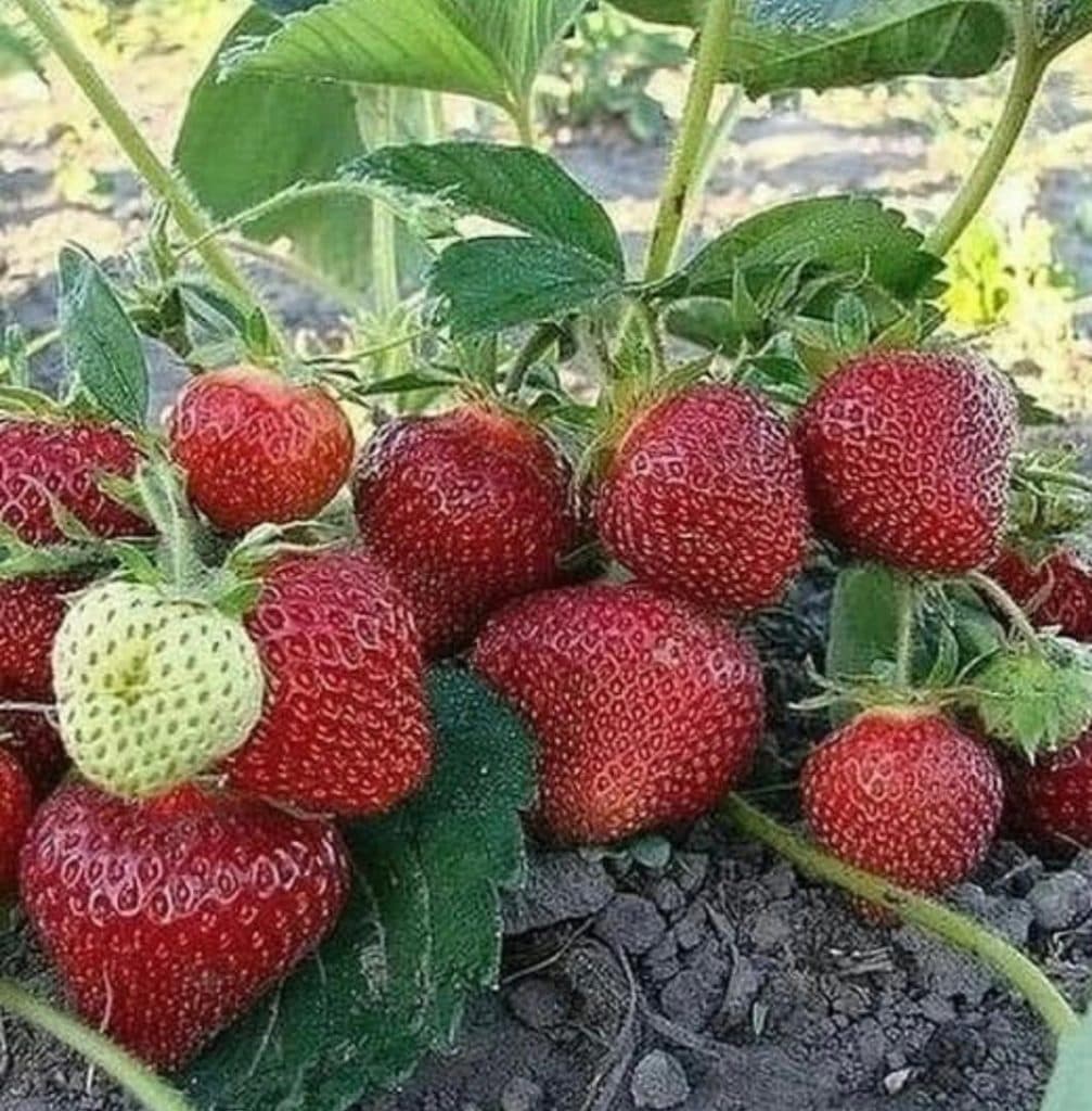 تولید و فروش نهال پیوندی و اصلاح شده برتر نهال در آذربایجان غربی