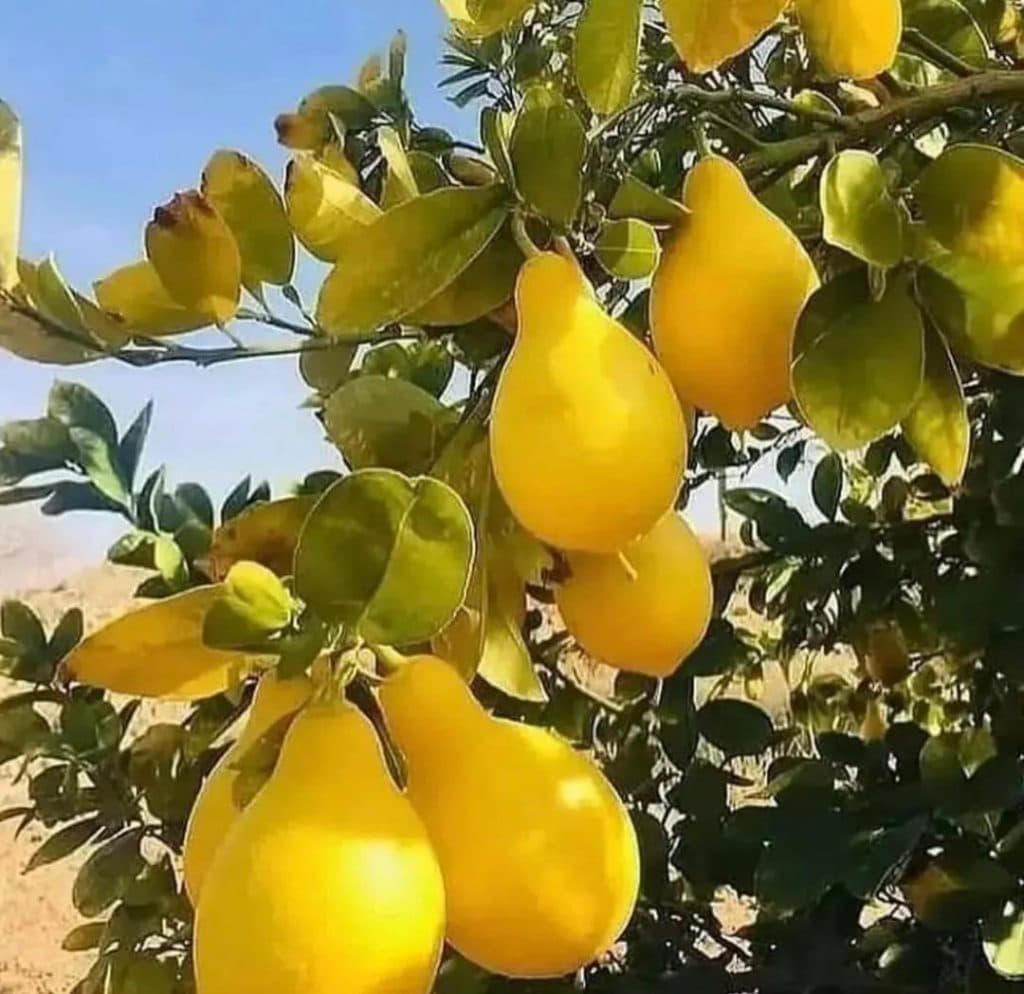 تولید و فروش نهال پیوندی و اصلاح شده برتر نهال در آذربایجان غربی