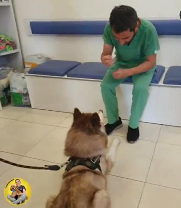 آموزش و گرومینگ و آرایش حیوانات خانگی عمو ایرج در تهران