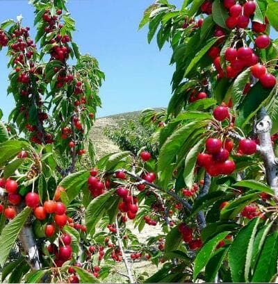 فروش نهال درخشان در شهرکرد