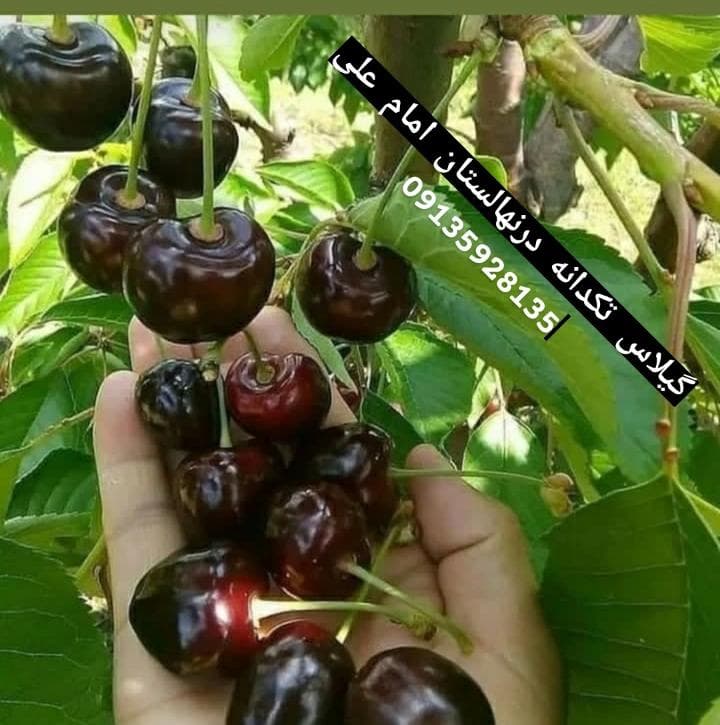 فروش نهال درخشان در شهرکرد