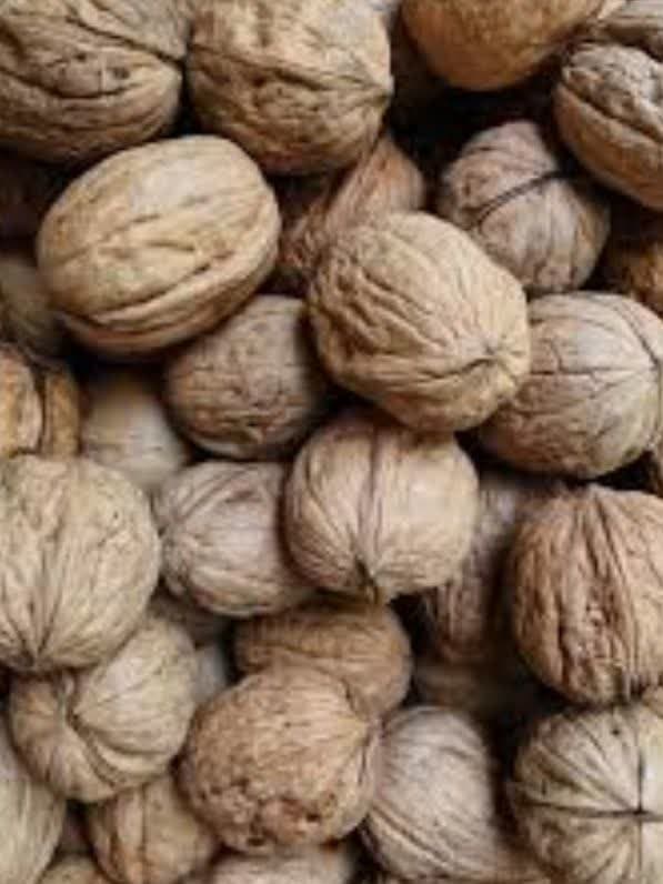 پخش خشکبار پاکان در منطقه آزاد ارس جلفا