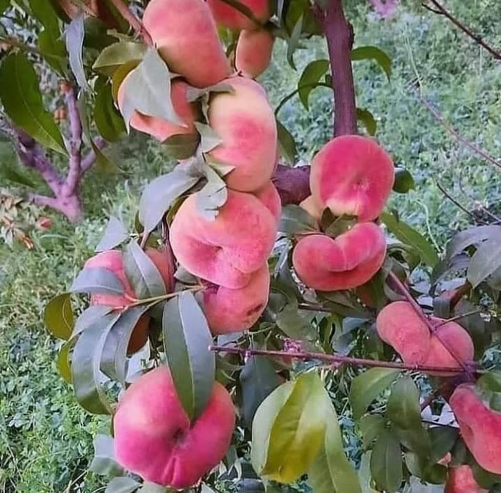 خرید و فروش نهال حسن رستمی وند در آذربایجان غربی