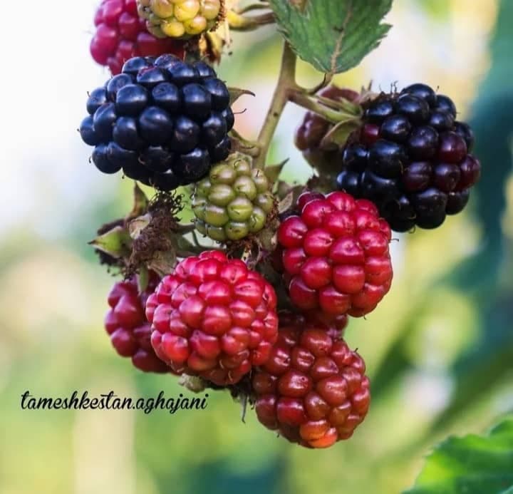 مزرعه تمشک آقاجانی در سنگر گیلان