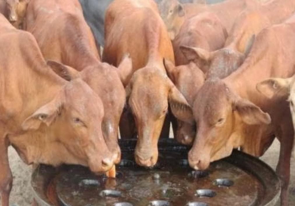 شرکت خرید و فروش ملاس چغندر قند و پساب ملاس فتحی در ملایر همدان