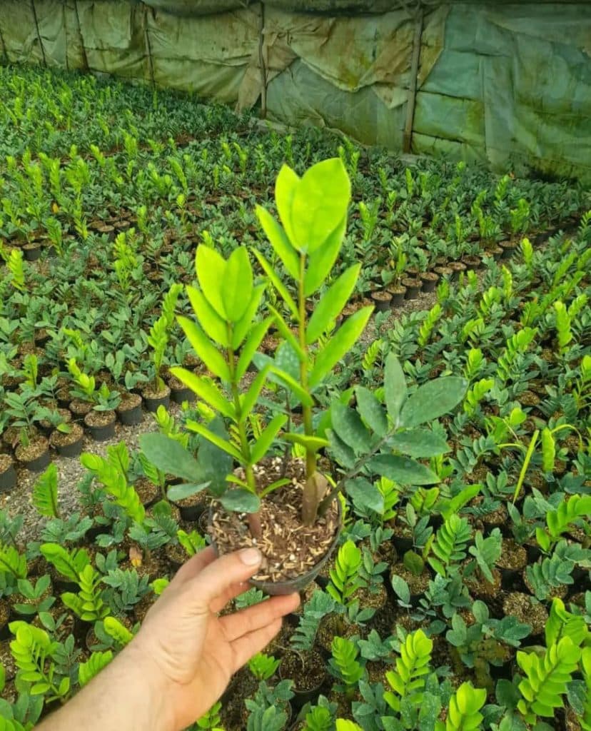 گلکده ترمه در آمل