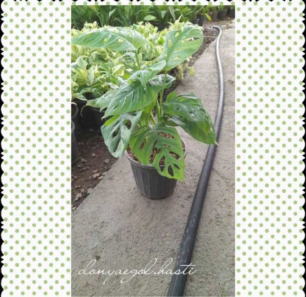 گلکده دنیای گل هستی در محلات مرکزی