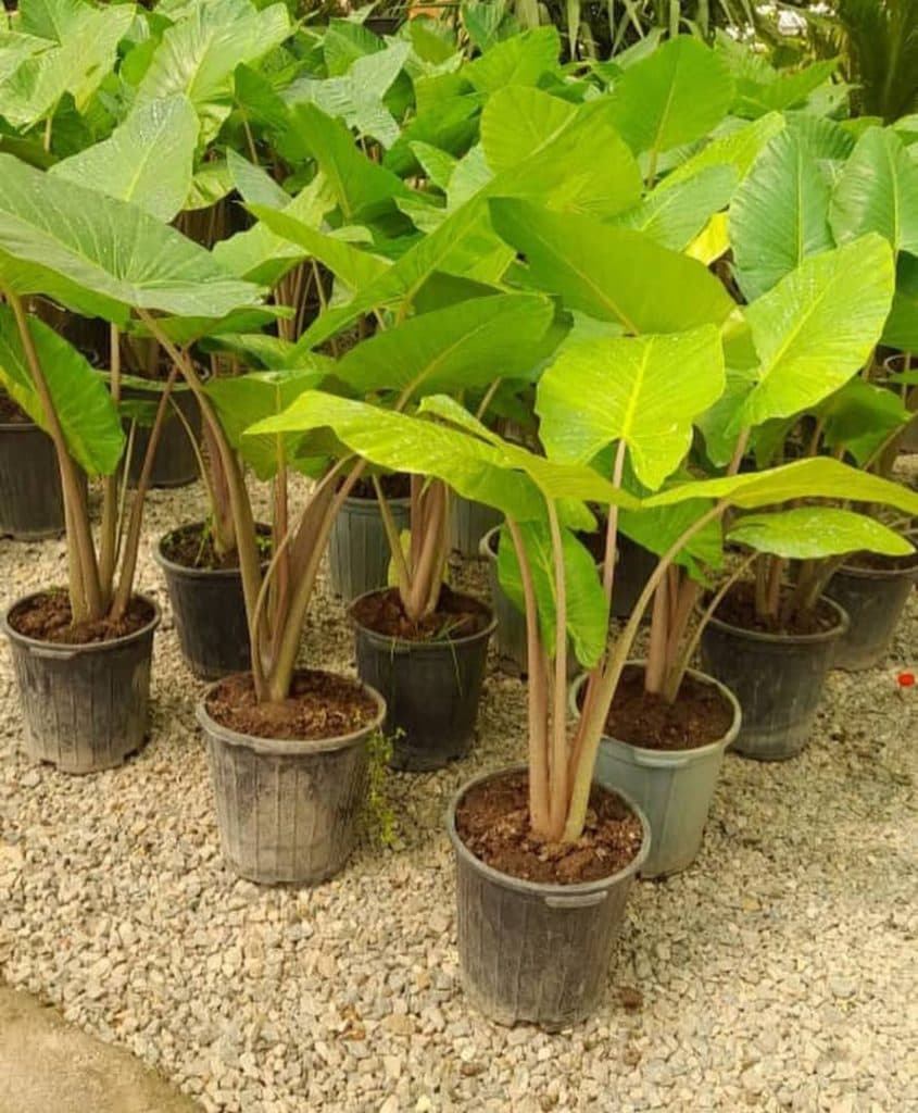 گلکده دنیای گل هستی در محلات مرکزی