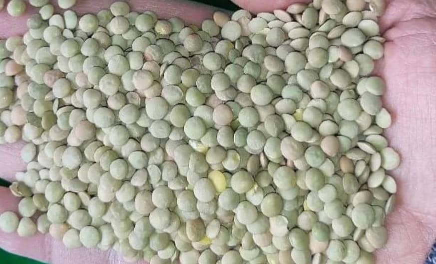 بازرگانی و خرید و فروش برنج و حبوبات کیشی زاده در تهران