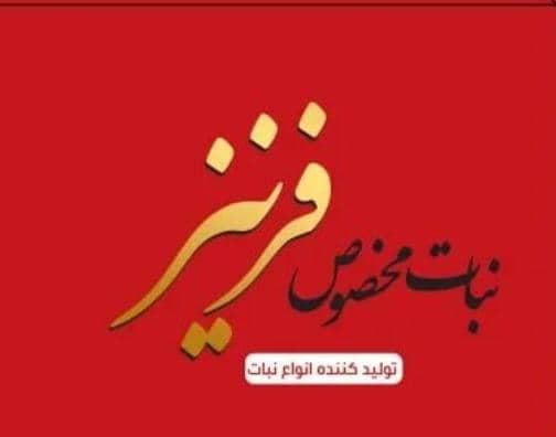 تولید و فروش و پخش عمده و خرده نبات فرنیز در شیراز