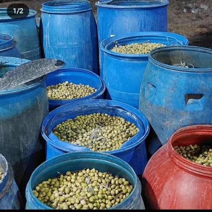 پخش زیتون و روغن زیتون و سیرترشی الین در زنجان