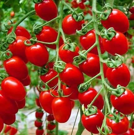صادرات واردات میگو و ماهی و رب گوجه فرداد ملل دریا در آبادان