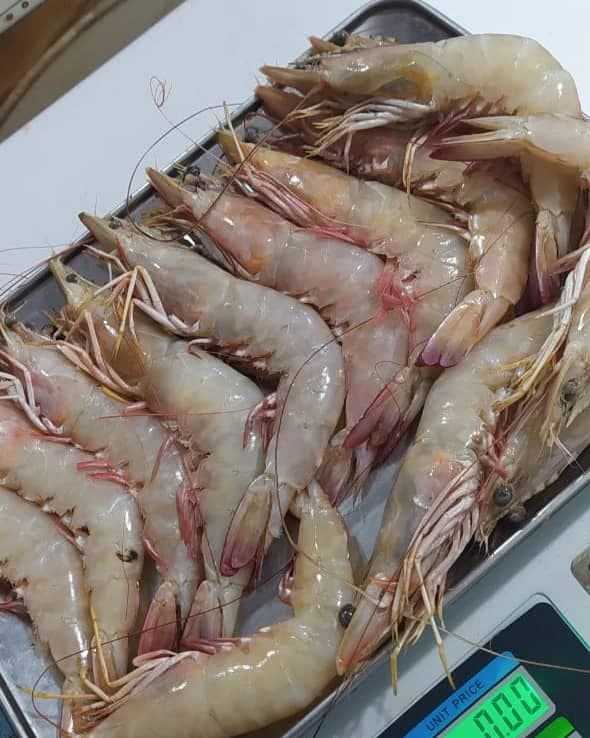 پخش و فروش ماهی و میگو روز به روز در قشم