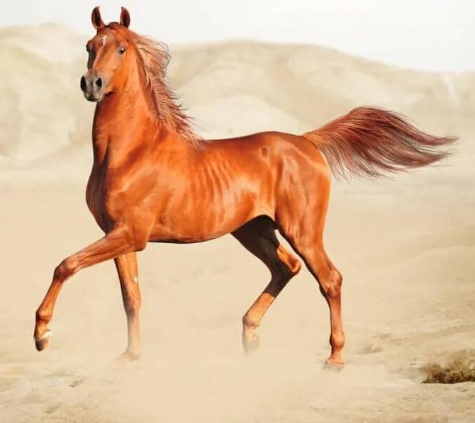 آموزش سوارکاری و پانسیون و خرید و فروش اسب بوستان سعدی در شیراز