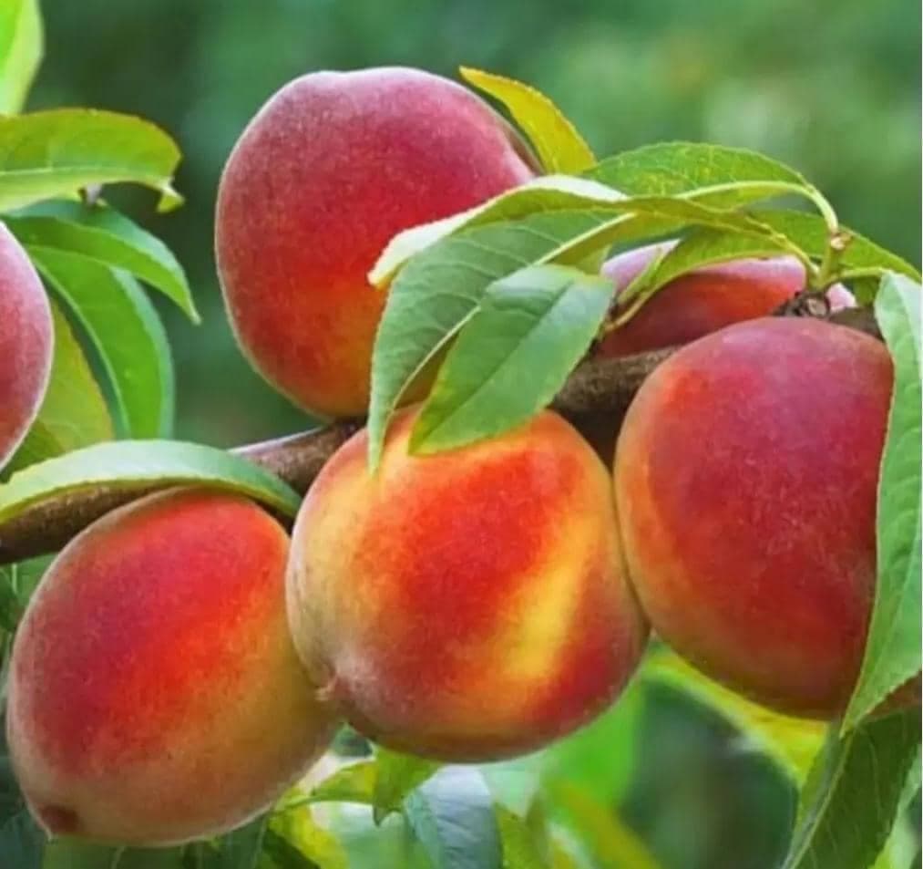 نهالستان ایران نهال سجاد همراهی در میاندوآب