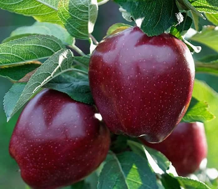 نهالستان ایران نهال سجاد همراهی در میاندوآب