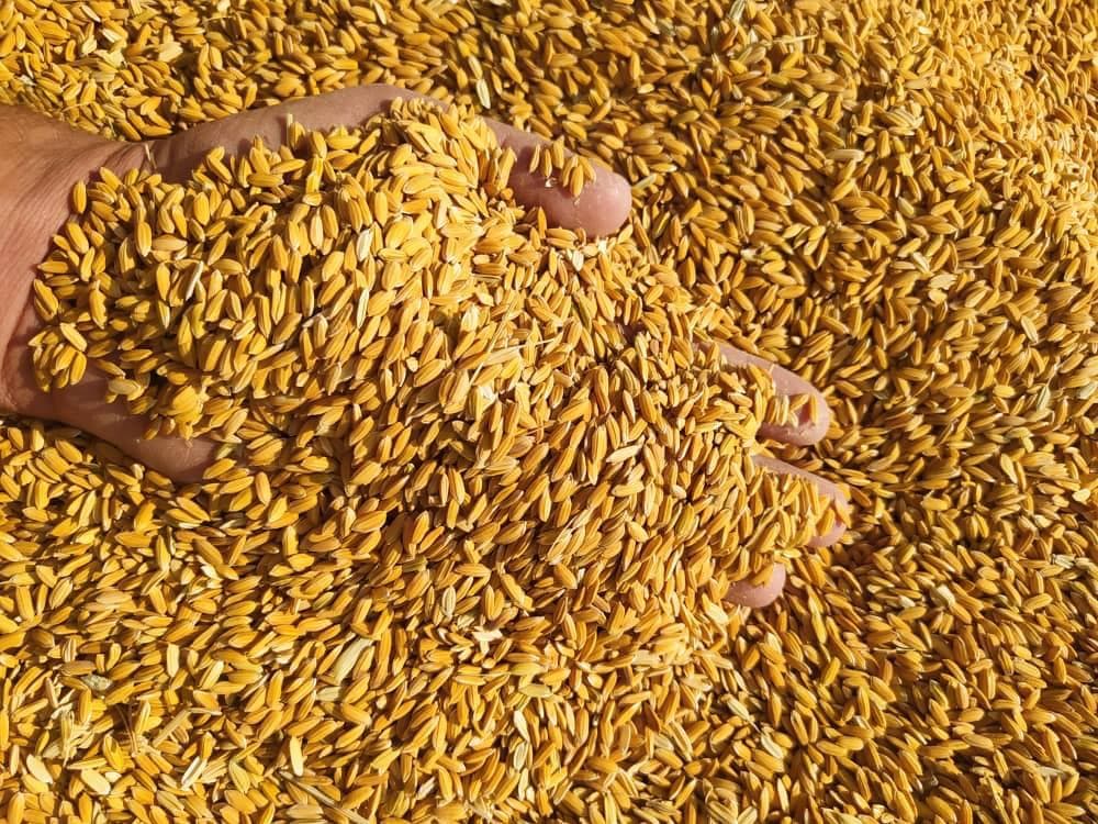کارخانه شالیکوبی و بازرگانی برنج مسلم حجتی در مرودشت شیراز