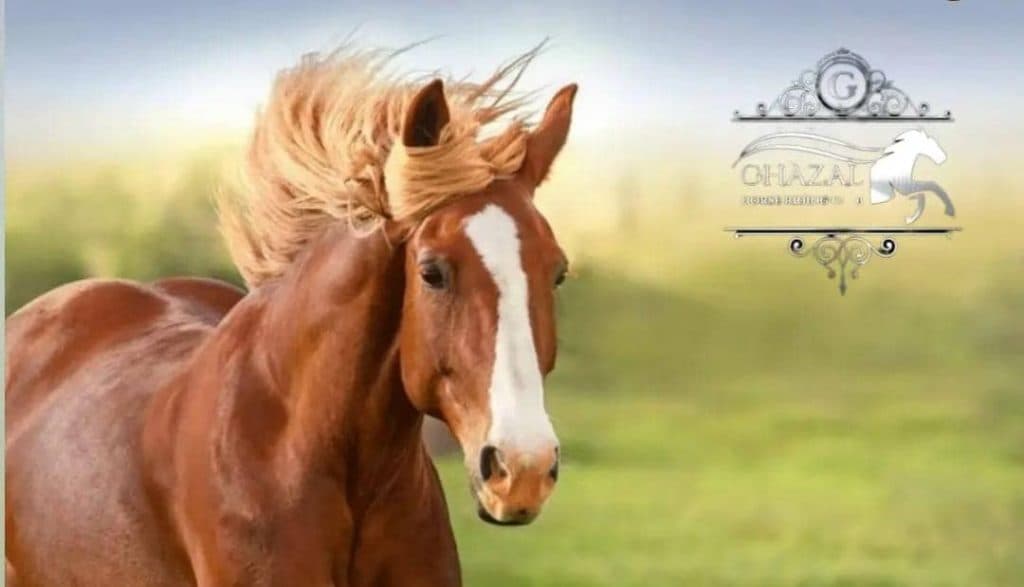 آموزش و پانسیون و باشگاه سوارکاری غزال در پاکدشت تهران