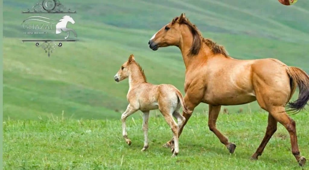 آموزش و پانسیون و باشگاه سوارکاری غزال در پاکدشت تهران