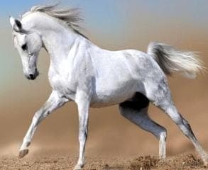 باشگاه سوارکاری و آموزش و پانسیون و خرید و فروش اسب شاهان کردان