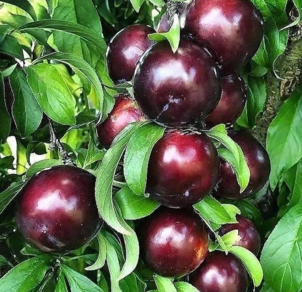نهالستان ایران نهال سجاد همراهی در میاندوآب