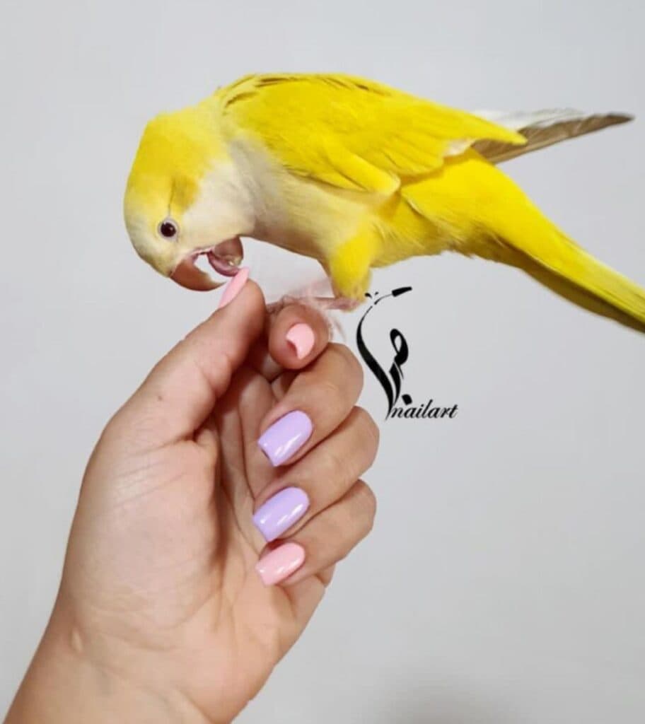 سالن تخصصی ناخن و مژه صبا نیل استودیو در بلوار دادمان تهران