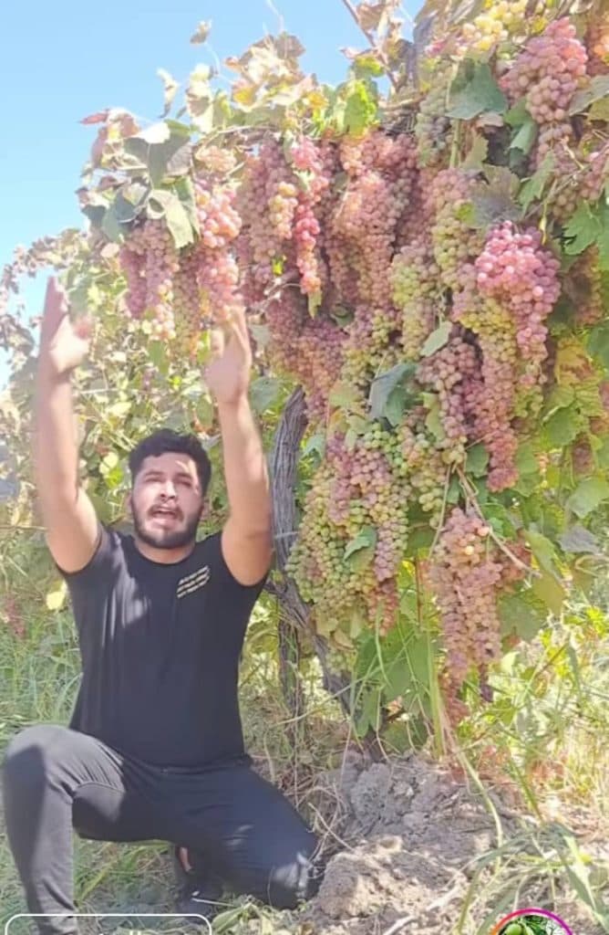 پخش خشکبار حشمتی در شهرکرد