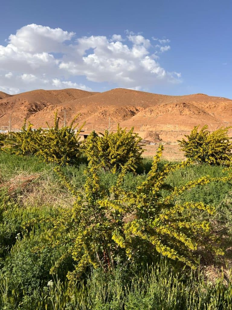 اقامتگاه بوم گردی خوشینه در بیرجند