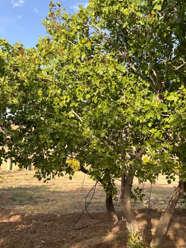 اقامتگاه بوم گردی خوشینه در بیرجند