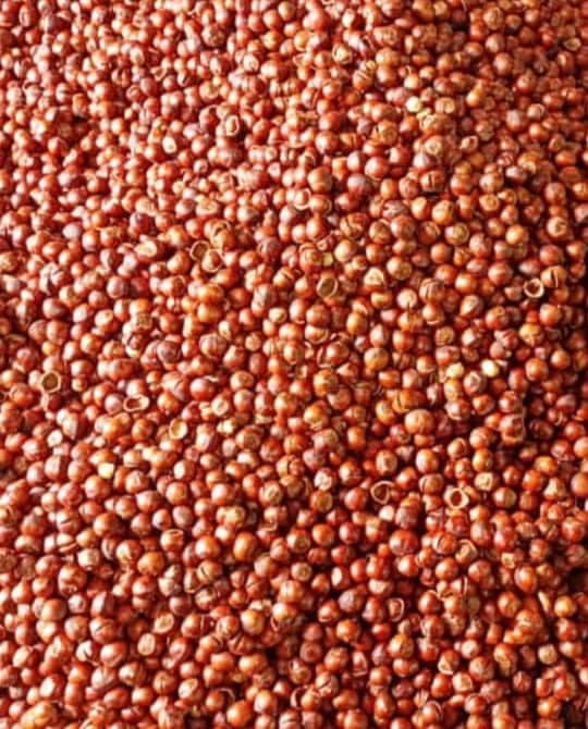 خرید و فروش فندق ممتاز باقی زاده در رودسر