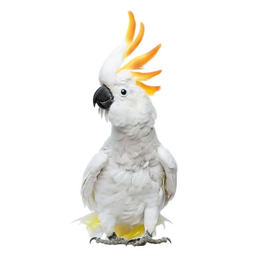آشنایی با طوطی کاکادو تاج دار