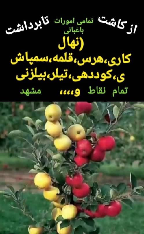 خدمات باغبانی مزرعه سبز در مشهد