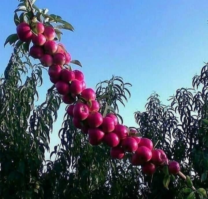 خدمات باغبانی مزرعه سبز در مشهد
