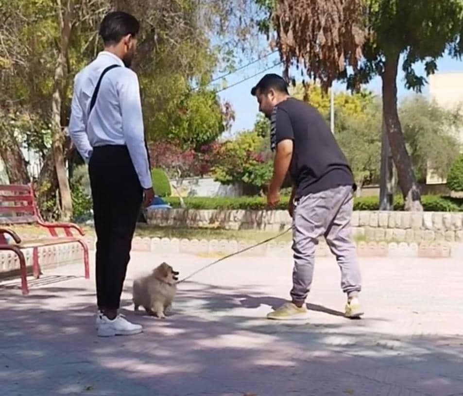 مرکز تخصصی و پانسیون نگهداری و آموزش سگ خانگی ادوین در بندرعباس
