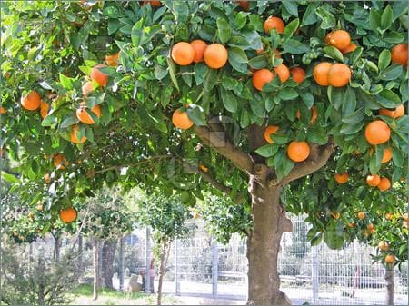 نهالستان و گلخانه برادران روحی در همت آباد ساری