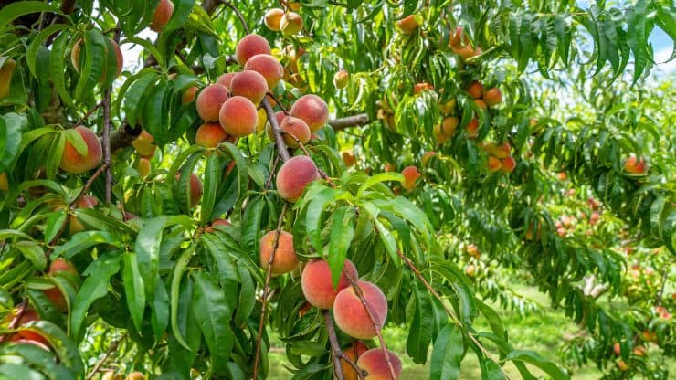 نهالستان و گلخانه برادران روحی در همت آباد ساری