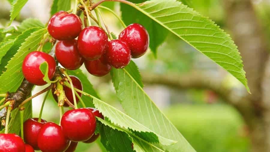 نهالستان و گلخانه برادران روحی در همت آباد ساری