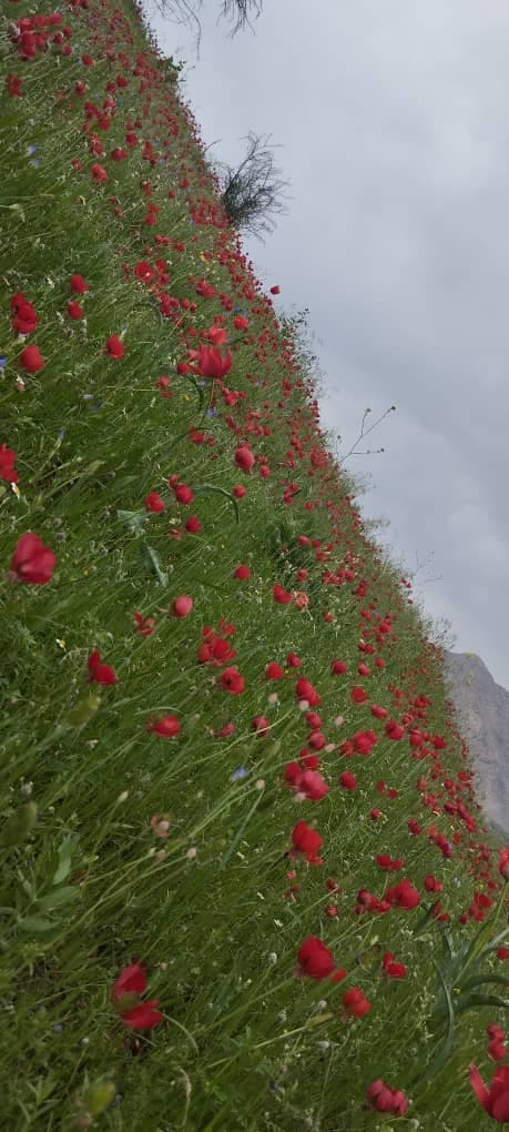 اقامتگاه بومگردی پاپیلا در دشت سوسن ایذه