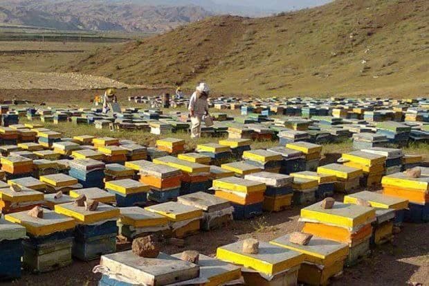تولیدی عسل زنبور طلا در اردبیل