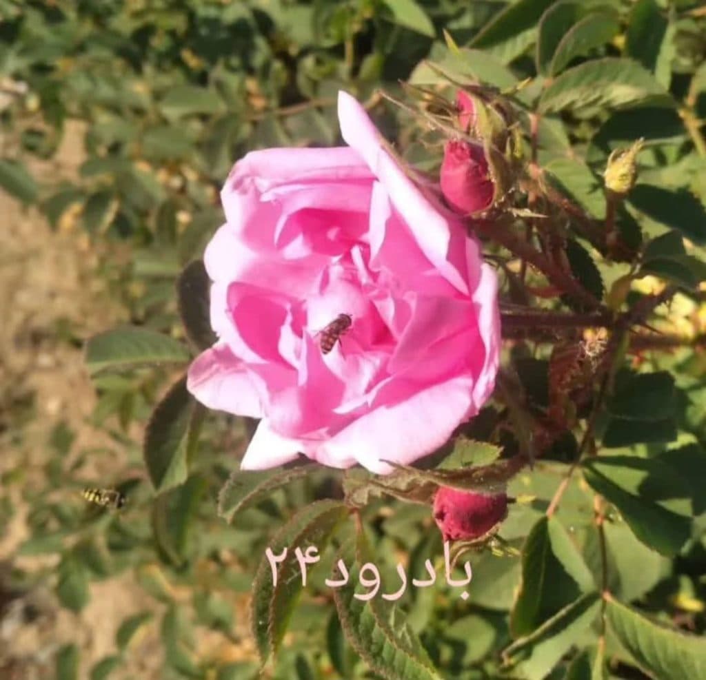 گلاب و عرقیات ترگل در بادرود